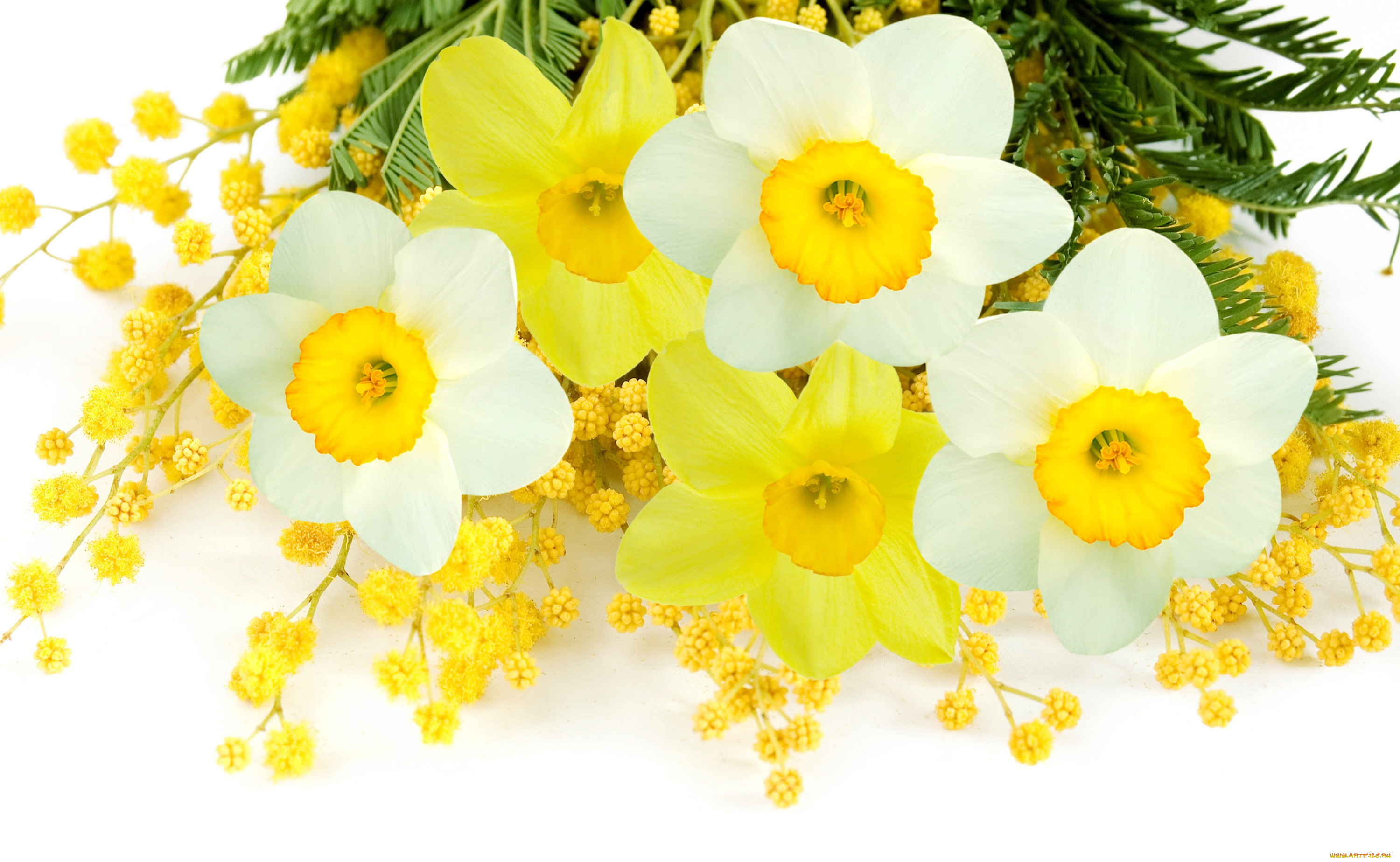 ,  , , , daffodils, mimosa, flowers, spring, yellow, white, delicate, , , 